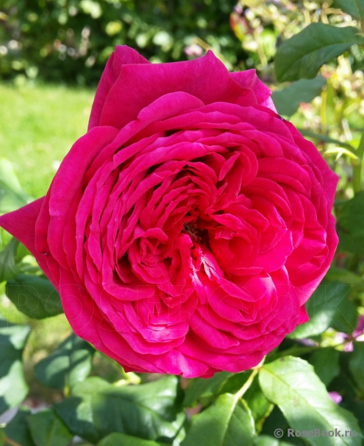 Johann Wolfgang von Goethe Rose®