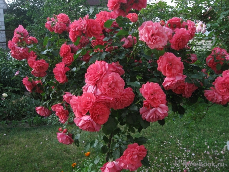 Rosarium Uetersen