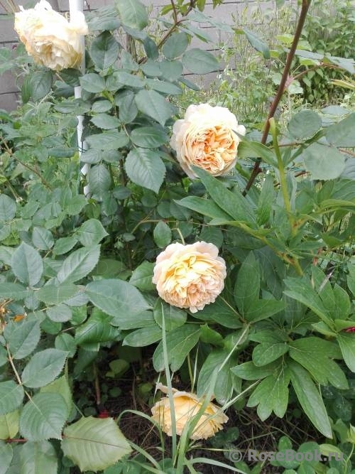 Crown Princess Margareta®