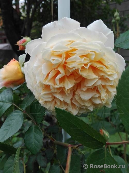 Crown Princess Margareta®