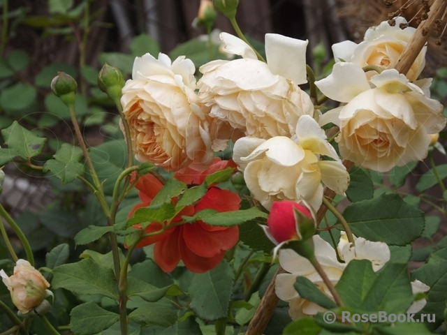 Crown Princess Margareta®