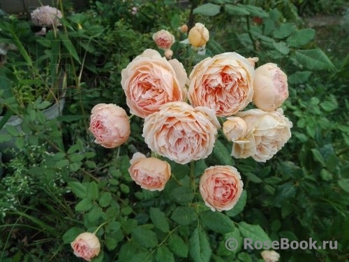 Crown Princess Margareta®