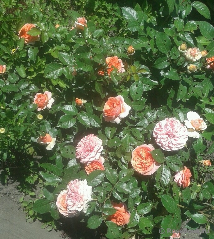 Abraham Darby