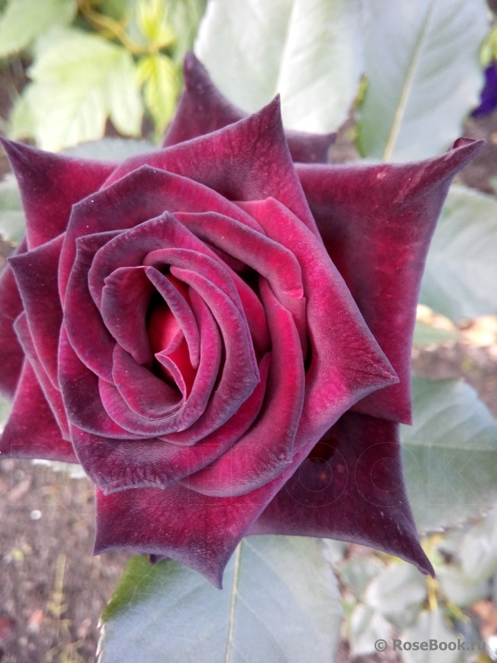 Black Baccara