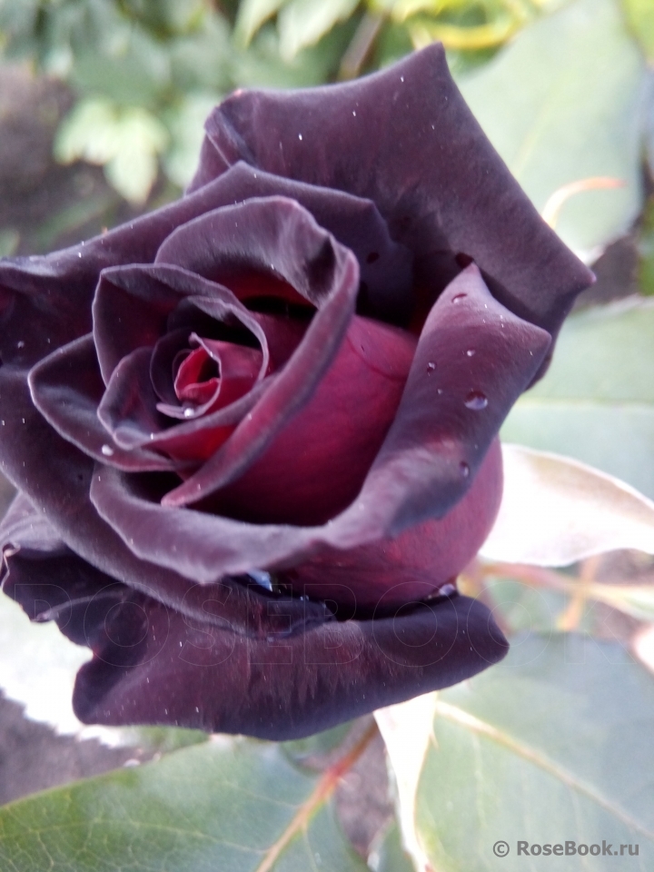 Black Baccara