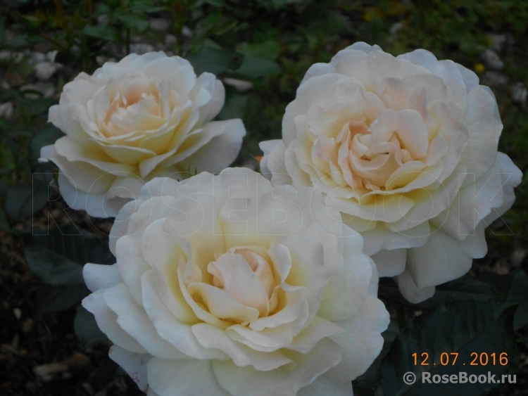 Hermann-Hesse-Rose ®