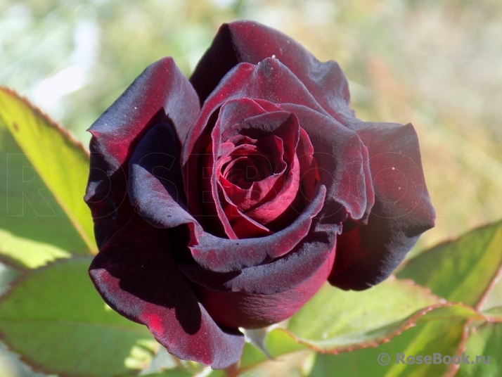 Black Baccara