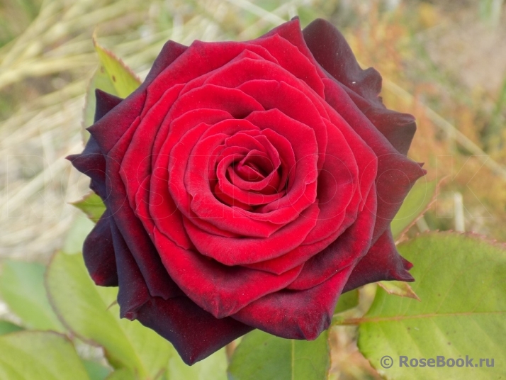 Black Baccara