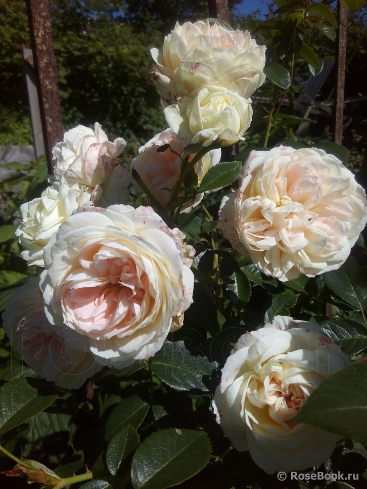 Mon Jardin et Ma Maison