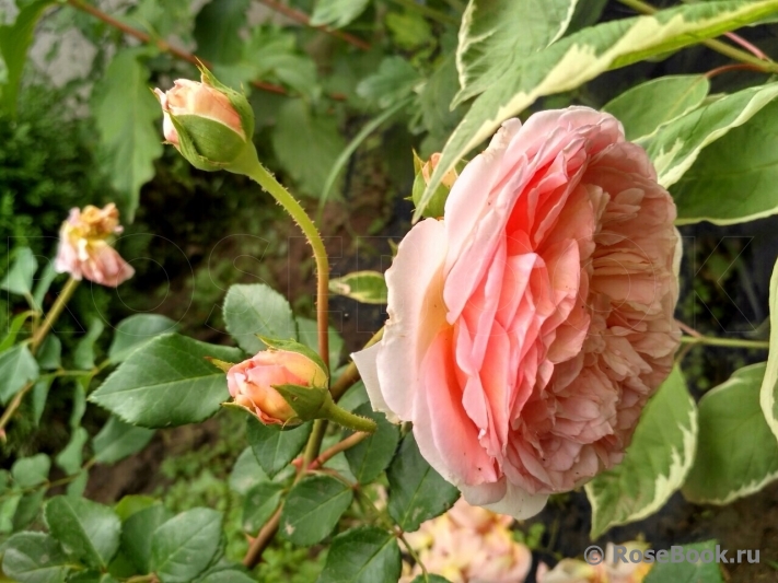 Abraham Darby