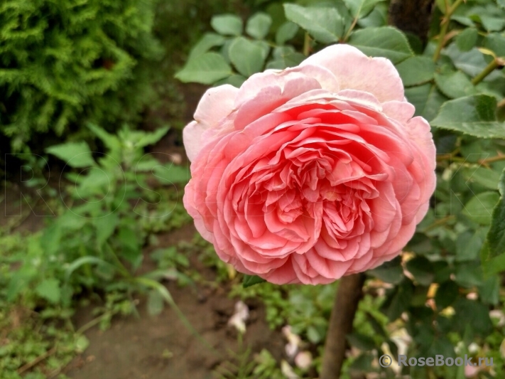 Abraham Darby