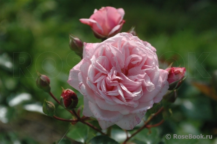 Rossetti Rose