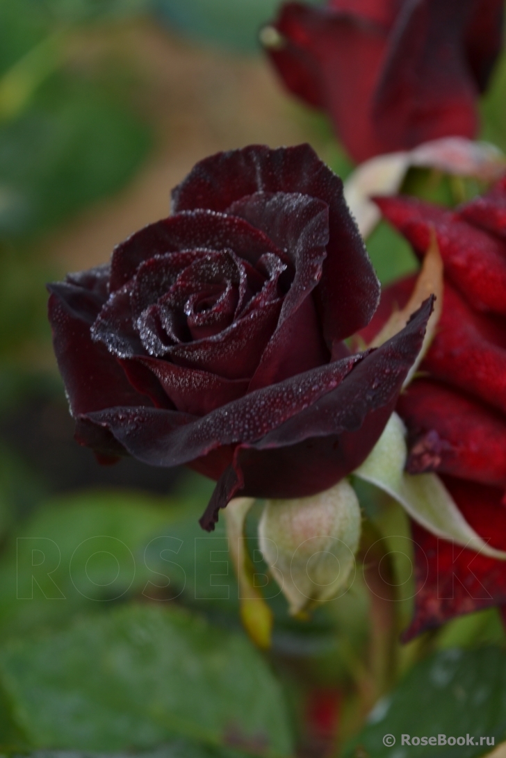 Black Baccara