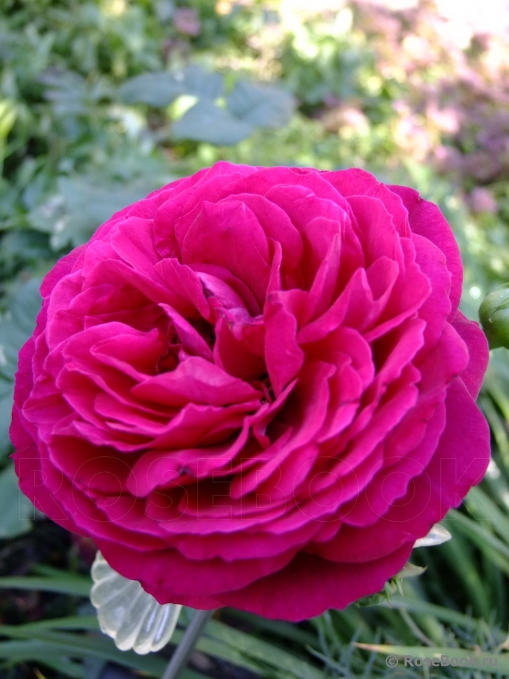 Johann Wolfgang von Goethe Rose®