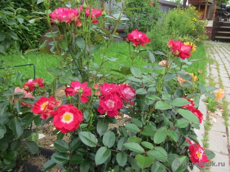 Girlguiding UK Centenary Rose