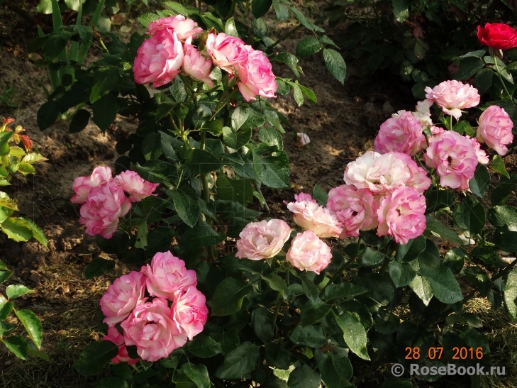 Bordure Rose 