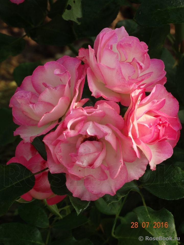 Bordure Rose 