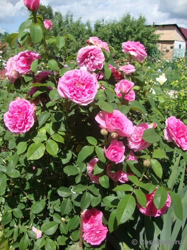 Gertrude Jekyll