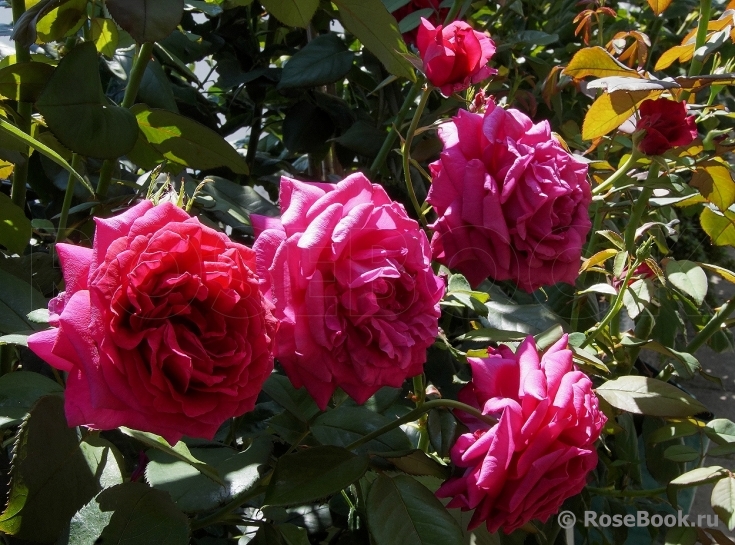 Rosier Rose Lalande de Pomerol ®