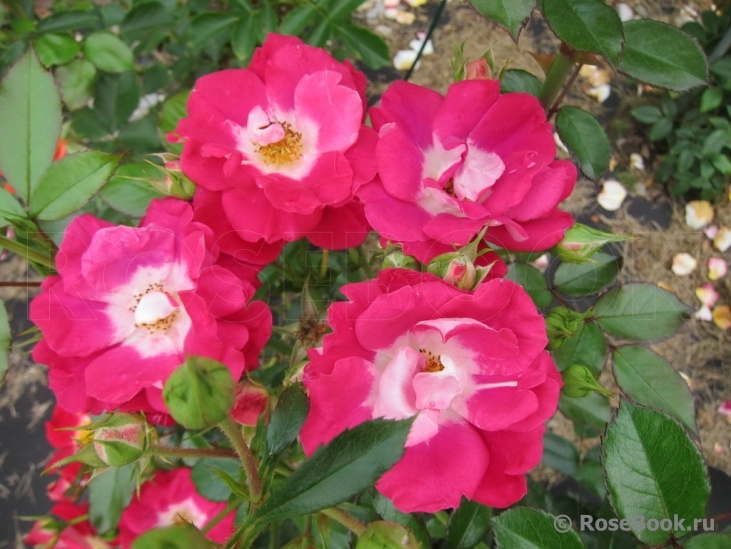 Girlguiding UK Centenary Rose