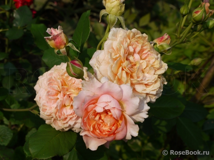 Festival des Jardins de Chaumont