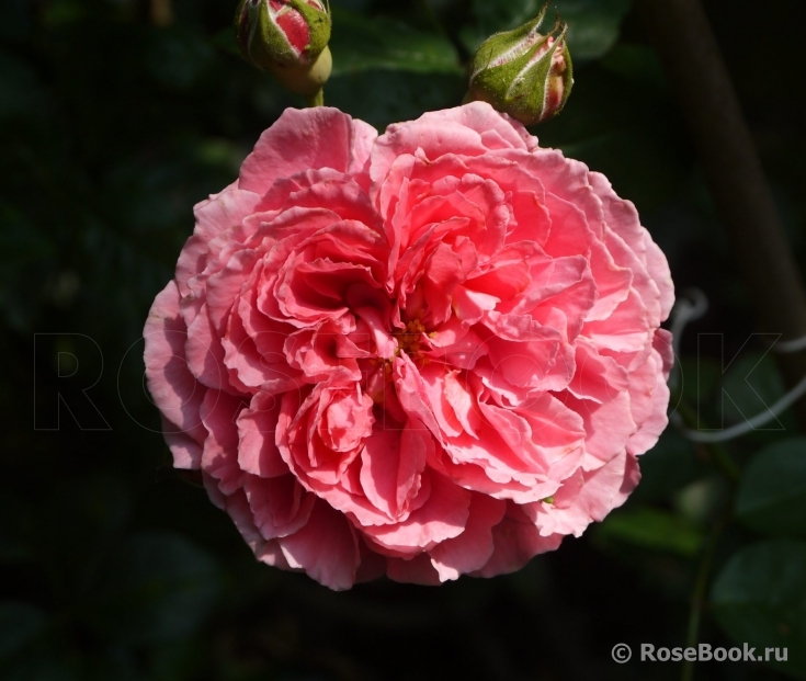 Au Bonheur des Dames®  