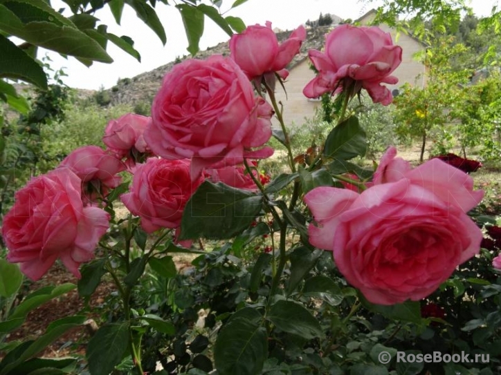 La Rose de Molinard ®