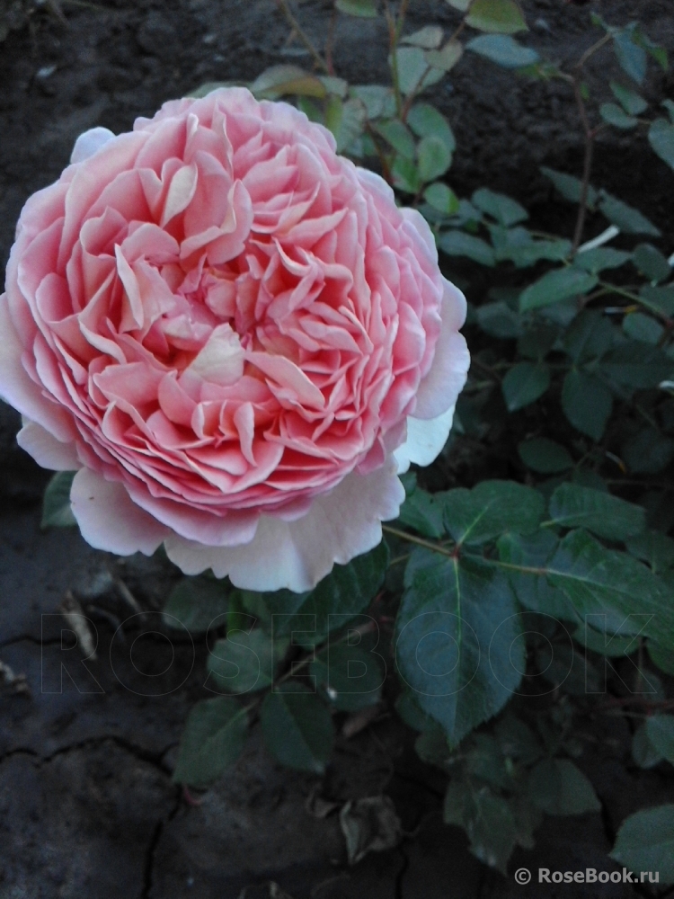 Abraham Darby