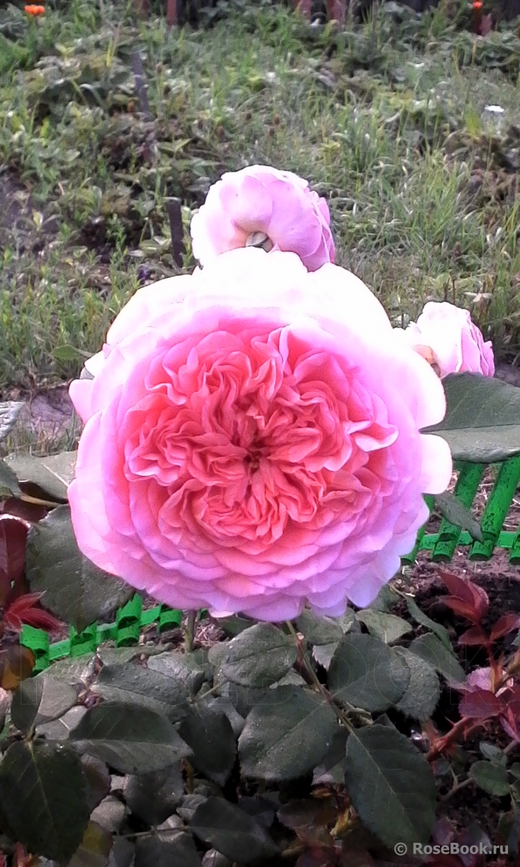 Abraham Darby