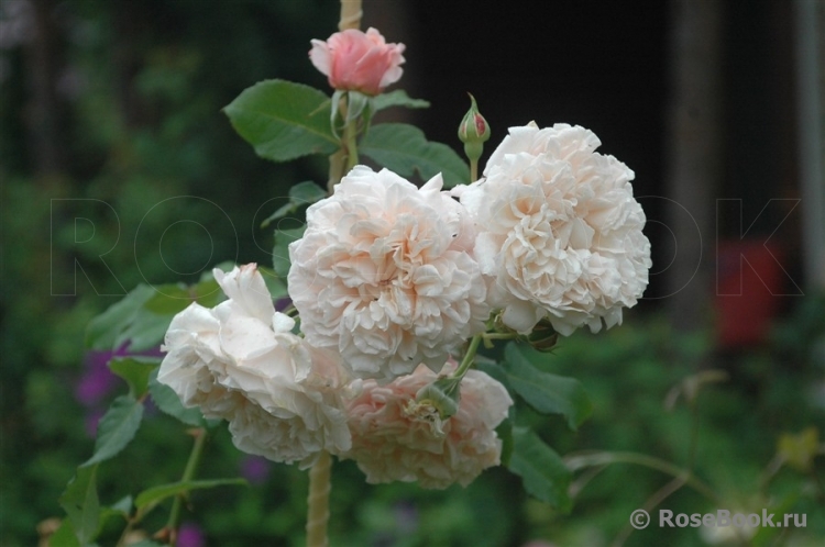 Rose de Tolbiac ®