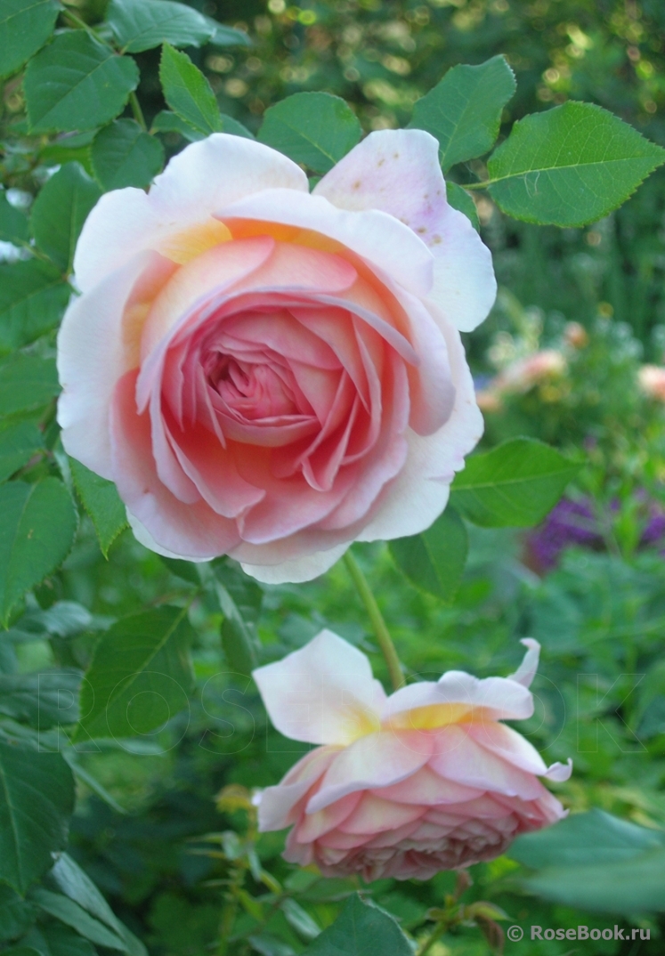 Abraham Darby