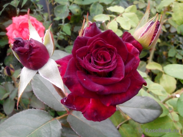 Black Baccara