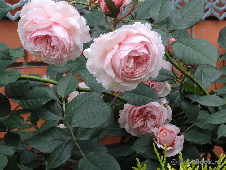 A Shropshire Lad