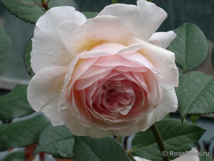 A Shropshire Lad