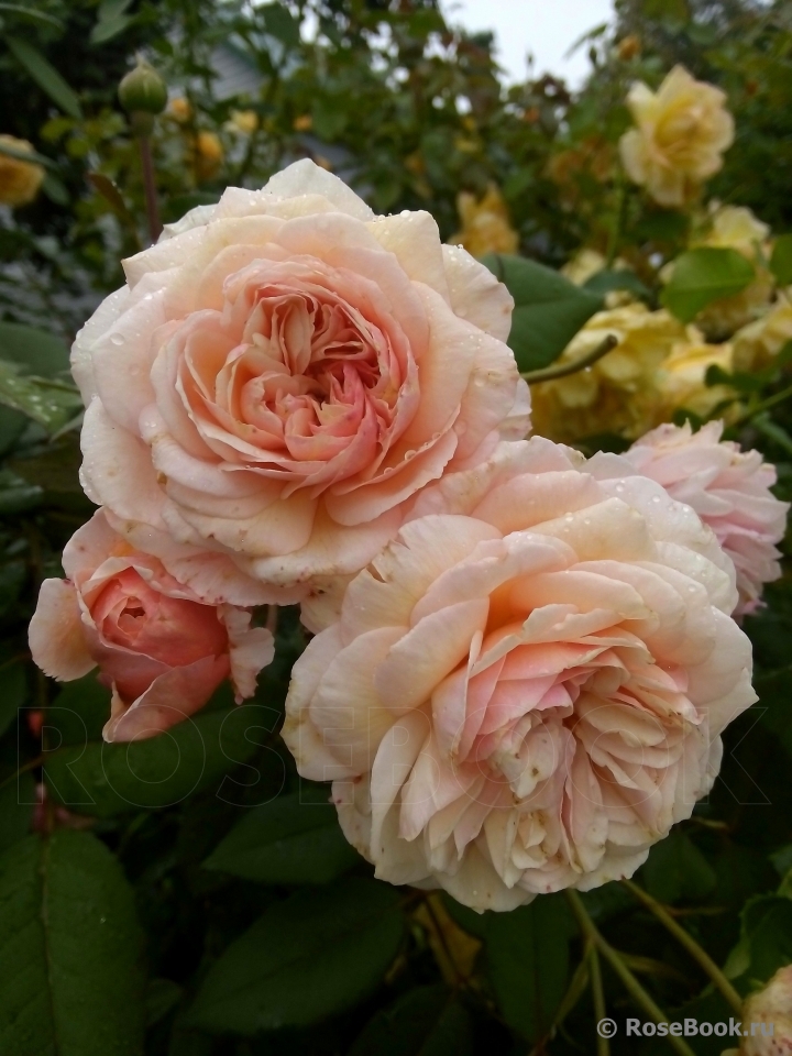 A Shropshire Lad