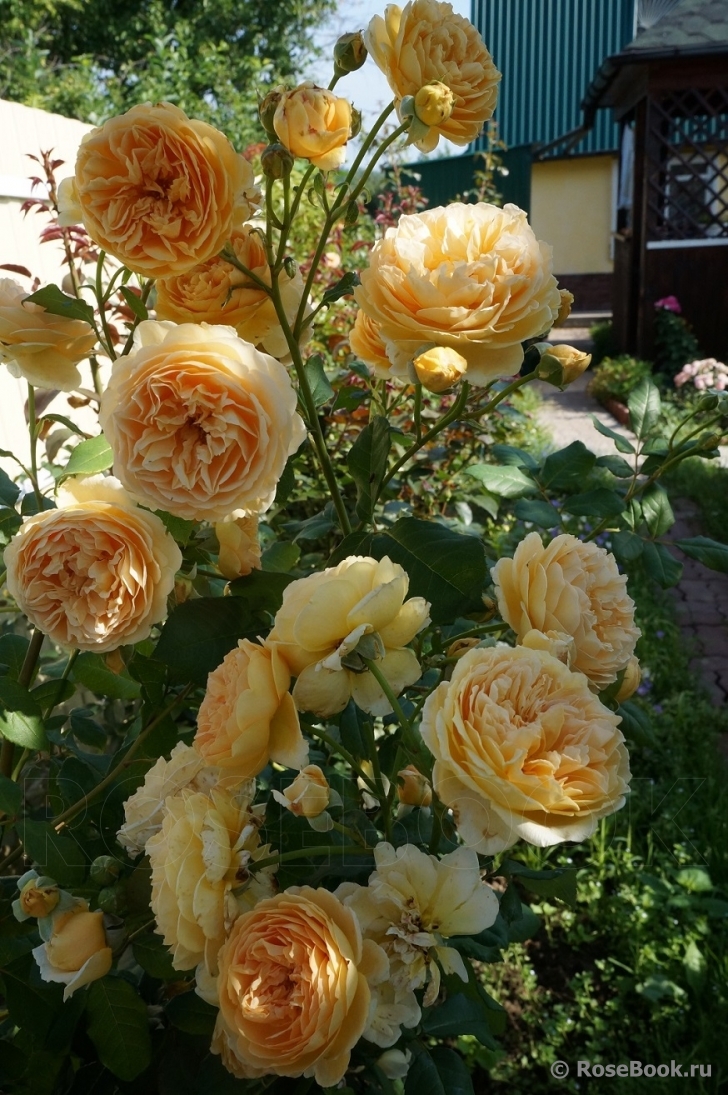 Crown Princess Margareta®