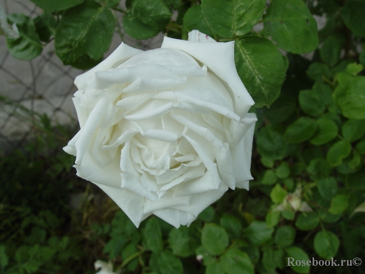 Boule de Neige 