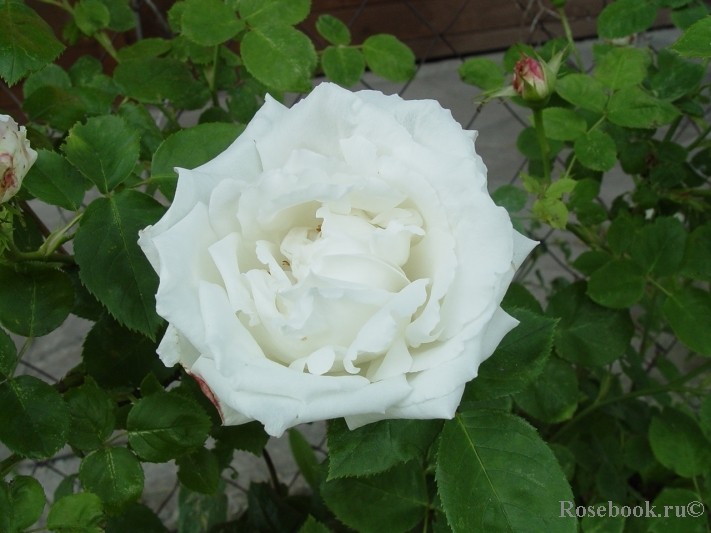 Boule de Neige 