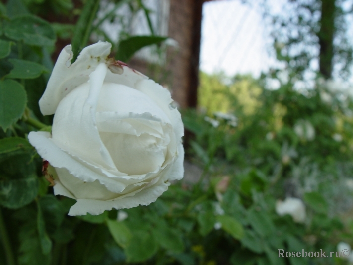 Boule de Neige 