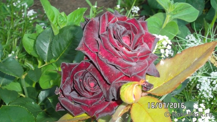 Black Baccara