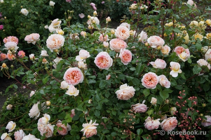 Abraham Darby