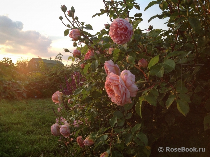 Abraham Darby