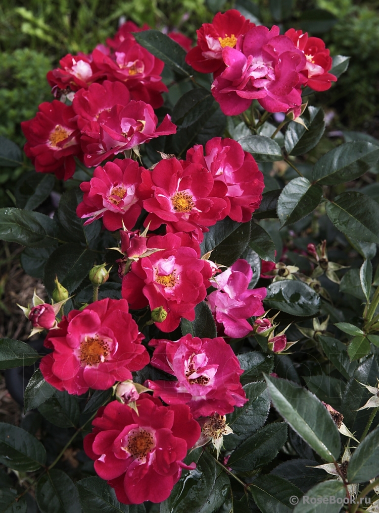 Girlguiding UK Centenary Rose