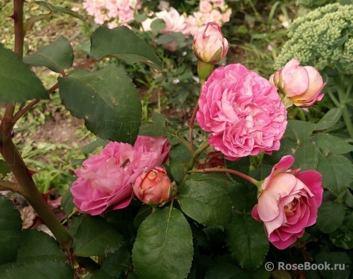 Centenaire de l'Haÿ-les-roses ®