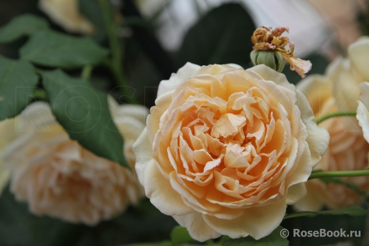 Crown Princess Margareta®