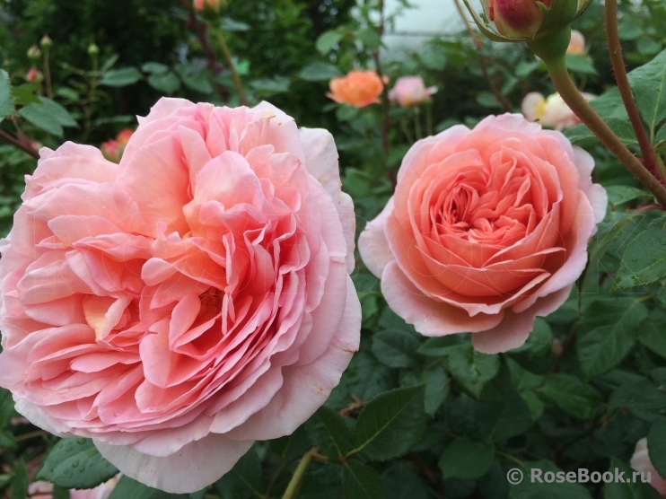 Abraham Darby