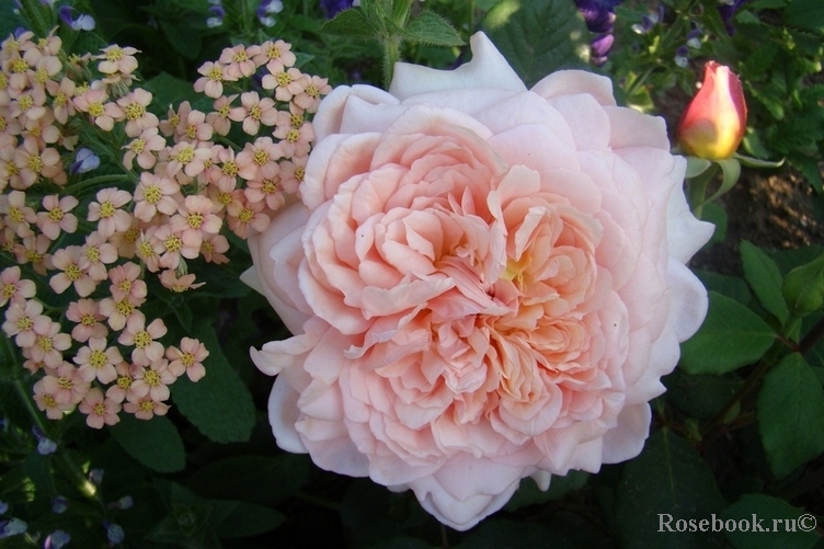 Festival des Jardins de Chaumont