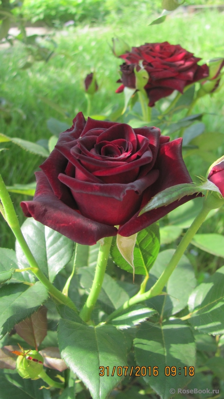 Black Baccara