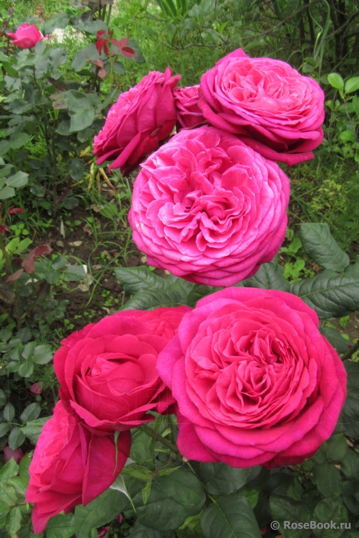 Johann Wolfgang von Goethe Rose®