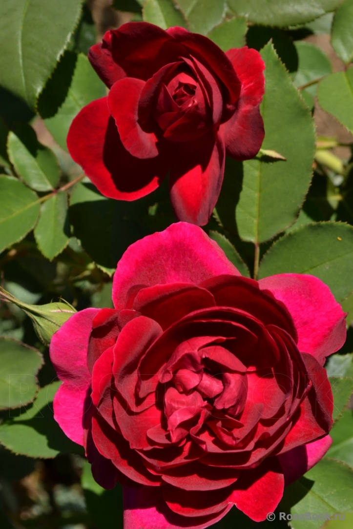 Darcey Bussell 